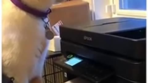 Cat Dog funny