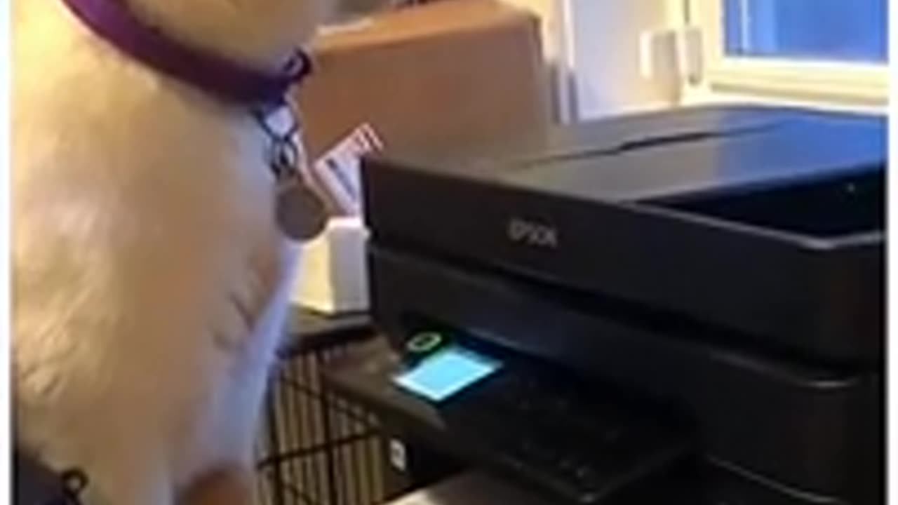 Cat Dog funny