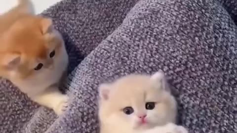 Cute Adorable Cat