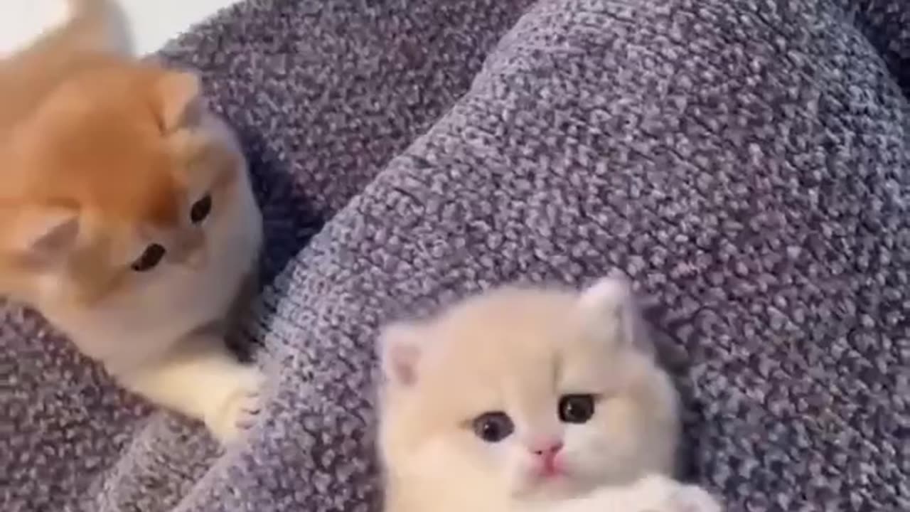 Cute Adorable Cat