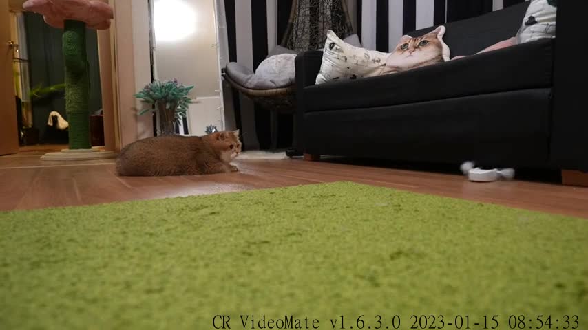 Interactive Cat Toys