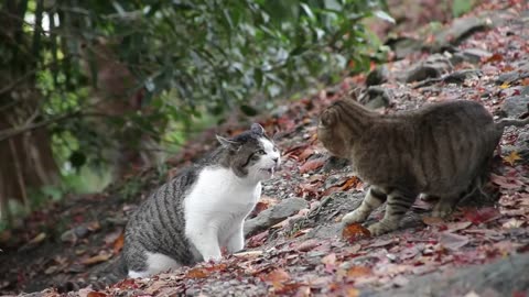 Angry cats 😾 fighting ! Memes # Cats
