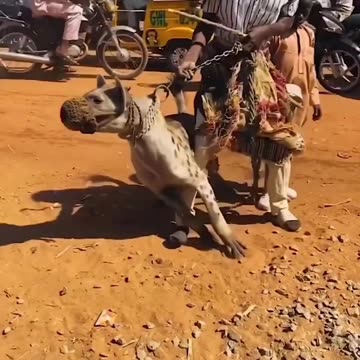 SCARY HYENA as a PET 😱😱 | Funny pets Africa | HQ