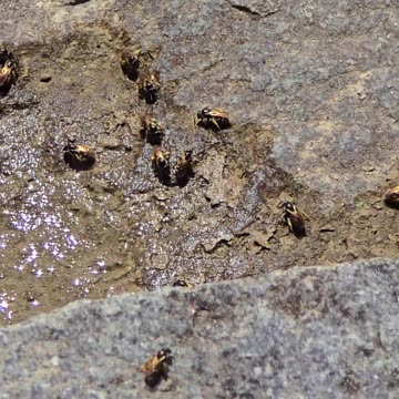 Small bees drink from a puddle of water next to a river.