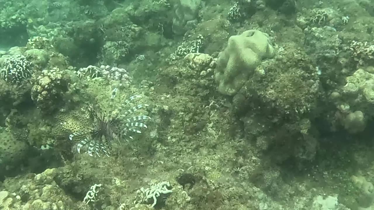 A Lionfish Encounter While Snorkeling: Beauty Beneath the Waves