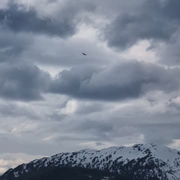 Bald Egales over Skawgway, Alaska Carnival Miracle 4/27/2024