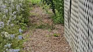 OMC! Chickens in the wild! - Chicken candid cam! 🌳🐔🥰 🌲#chickens #wild #candid #cam #shorts #omc!