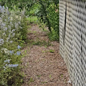 OMC! Chickens in the wild! - Chicken candid cam! 🌳🐔🥰 🌲#chickens #wild #candid #cam #shorts #omc!