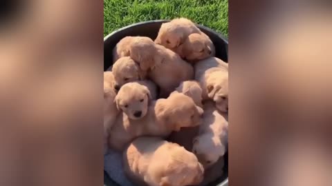 ✨Golden Retriever✨ PUPS😍