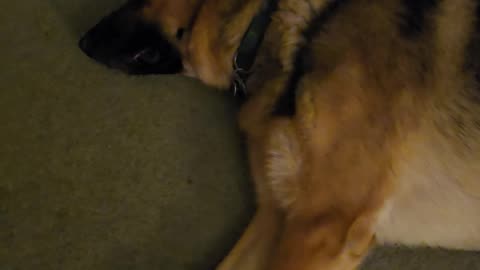 Virgil german shepherd.