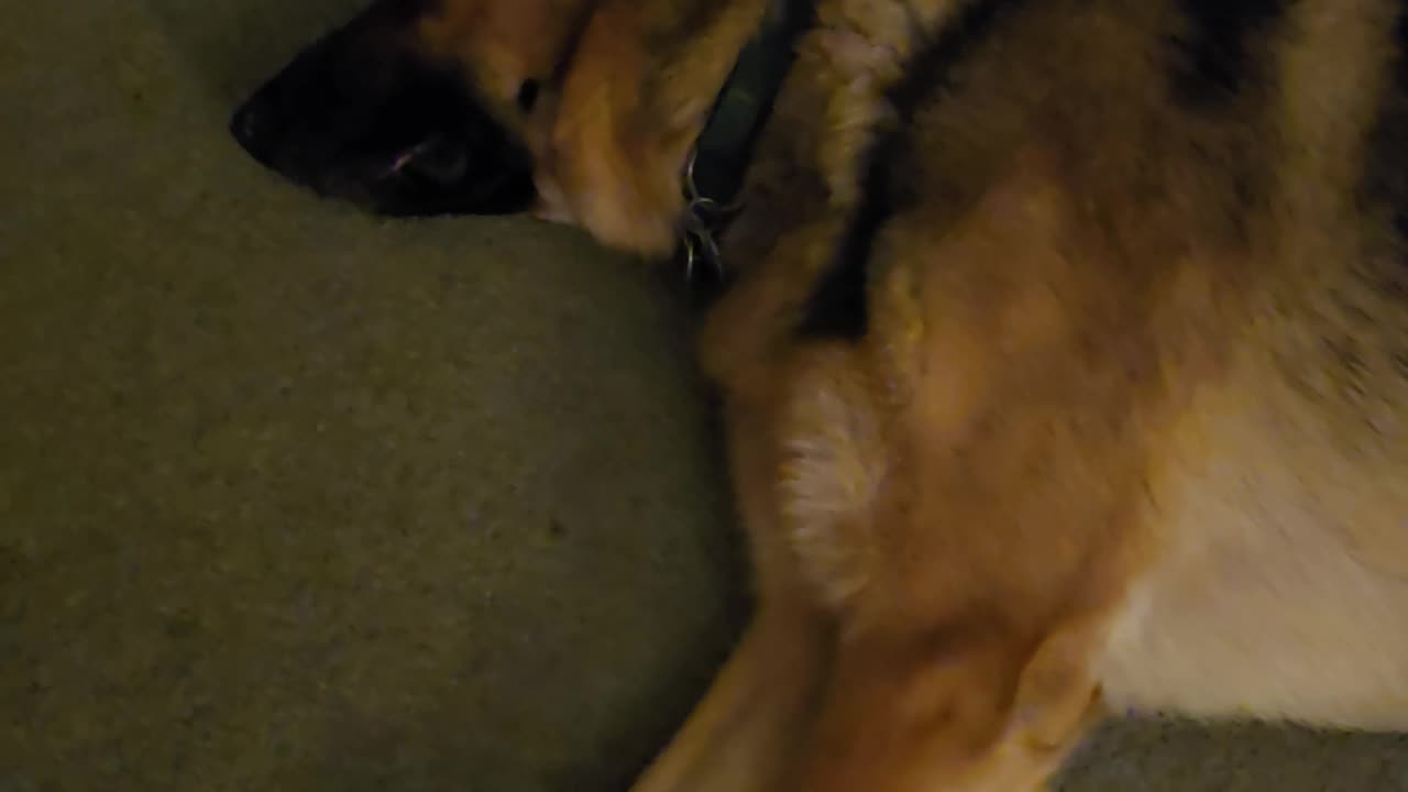 Virgil german shepherd.