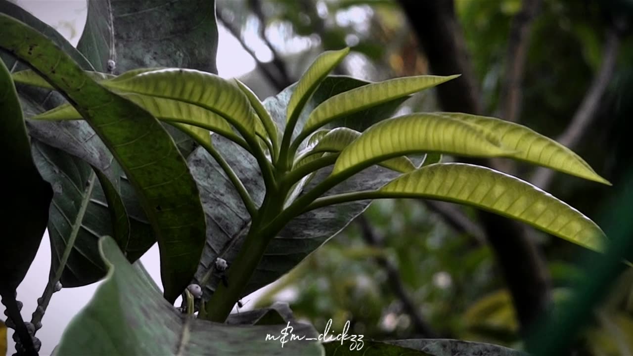 Some new leaves between old leaves...💚