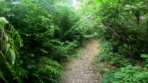 Dirt Path Nature Walk