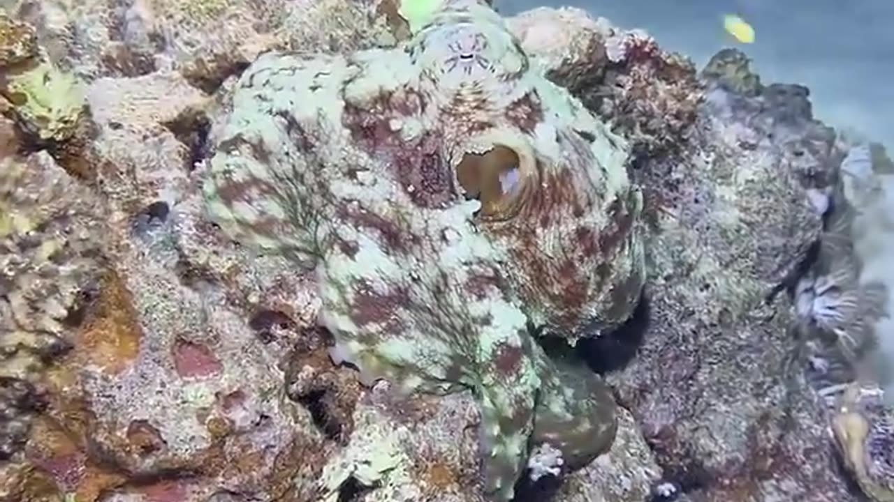 This octopus a master of unbelievable camouflage.