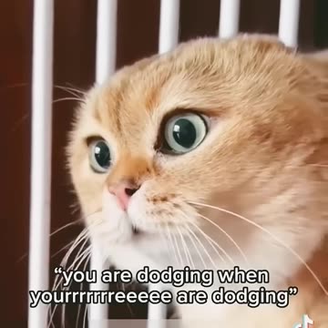 the cats were talking