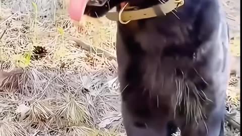 Dog caring Black Panther Full HD