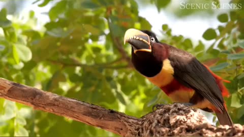 Amazon's Most Beautiful Birds in 4K | Short Nature Film#shorts #nature #usa #uk
