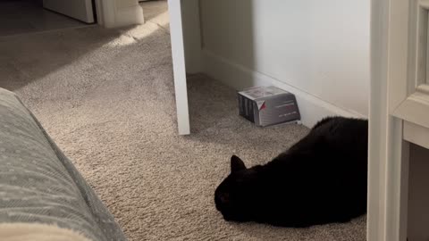 Cute Precious Piper is Sound Asleep By the Nightstand - Adopting a Cat from a Shelter Vlog