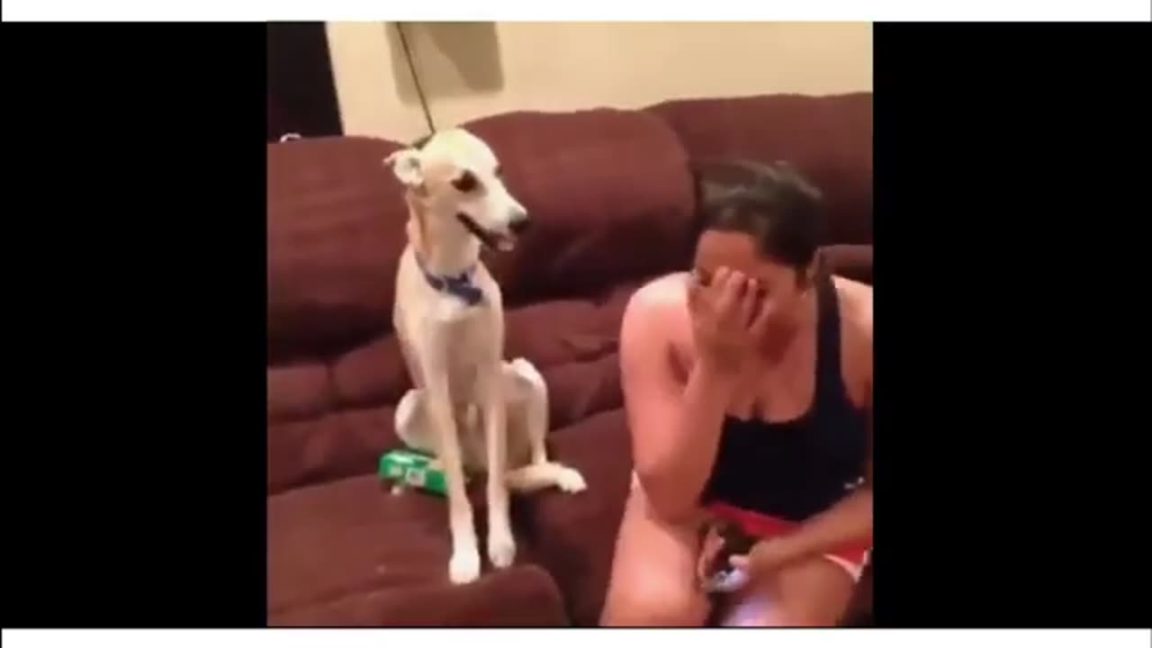 Funny animal videos part 18