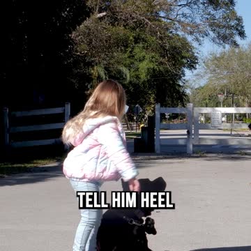 4 Year Old Commands 125-Lb Cane Corso