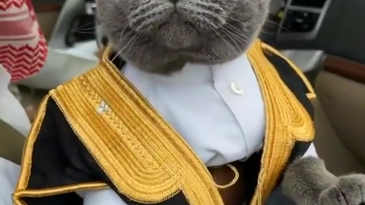 Funny Cat videos