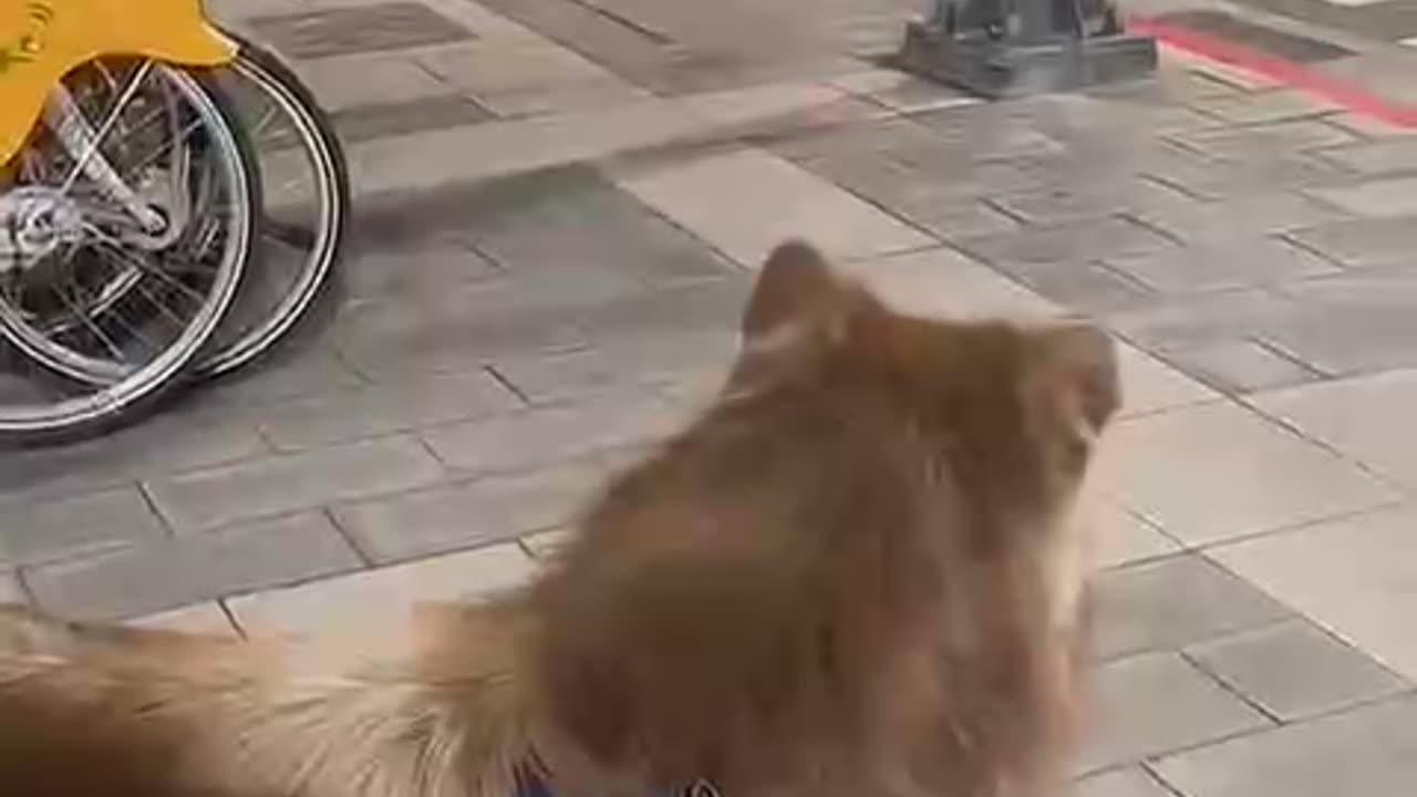 Funny animals