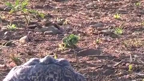 Will This Lion Be Able To Eat The Tortoise #shorts #shortvideo #video #virals #videoviral