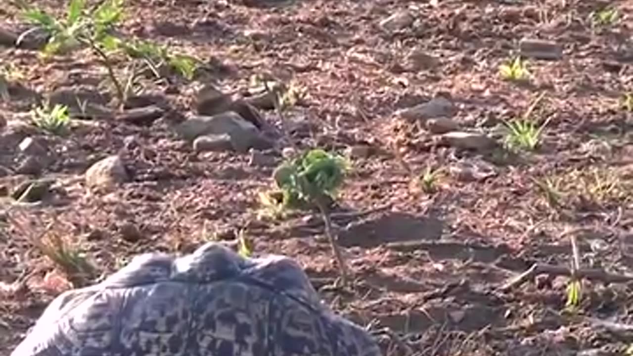 Will This Lion Be Able To Eat The Tortoise #shorts #shortvideo #video #virals #videoviral