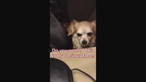 Ask Nicely Please! - Funny Doggy Videos - Great Country Music 2023 - #Rumblevideos