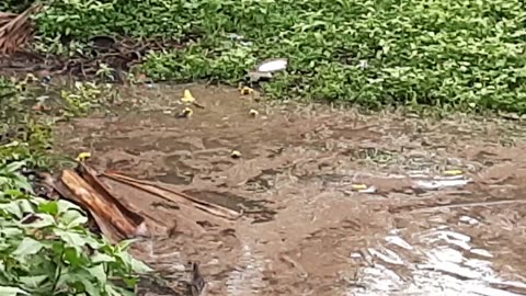 Golden Frogs dancing in a pond