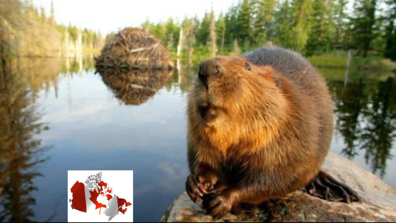 Ontario Killing Construction Business' - More RED TAPE!