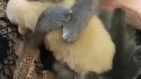 Funniest Animals 2023 😂 New Funny Cats and Dogs Videos 😻🐶 Part 7