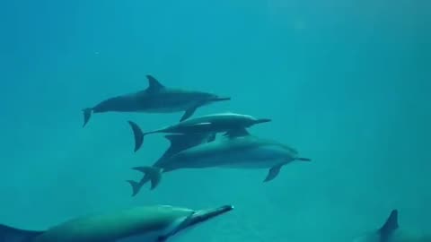 Wildlife