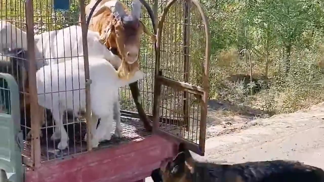 Live stock guard 🐕 dog... Funny animal video