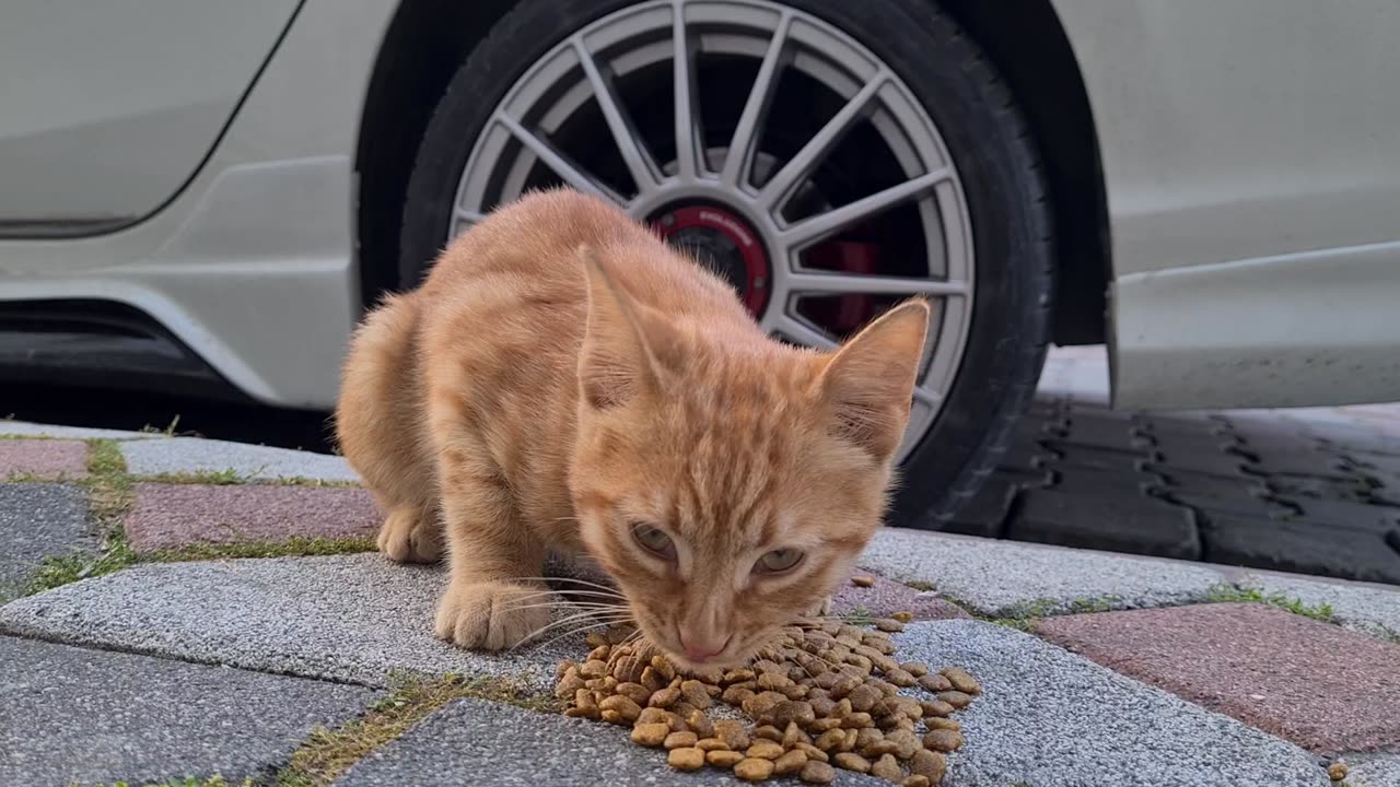 Cute orange kitten is very cute