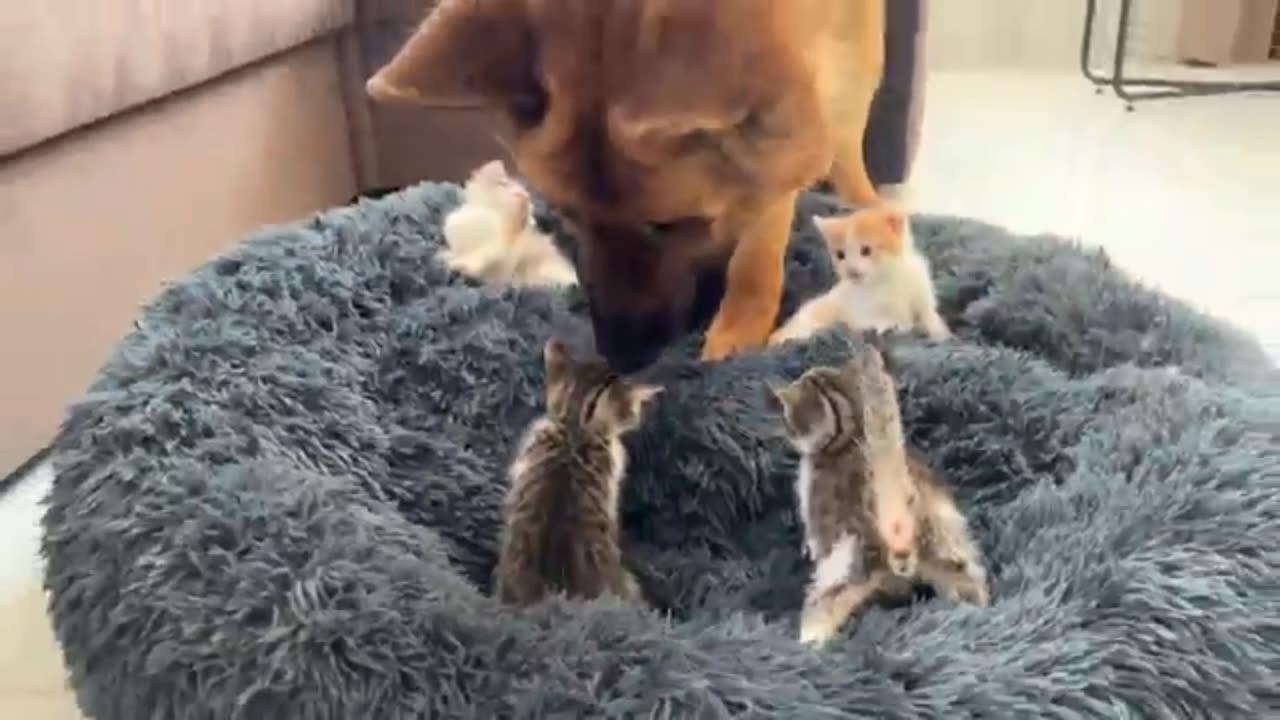 German Shepherd Shocked by Tiny Kittens occupying dog bed!