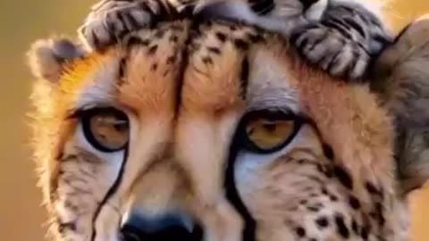 Cheetah