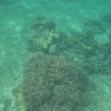 Morning Snorkeling Adventure