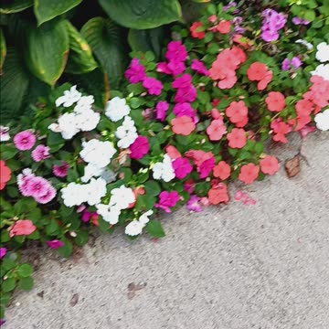 Impatiens long Island.