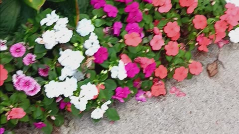 Impatiens long Island.