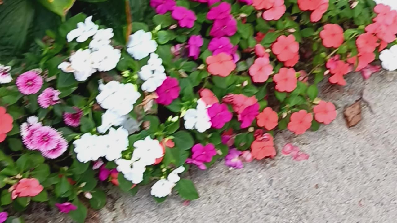 Impatiens long Island.
