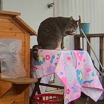 EA S106 - Always Presentable