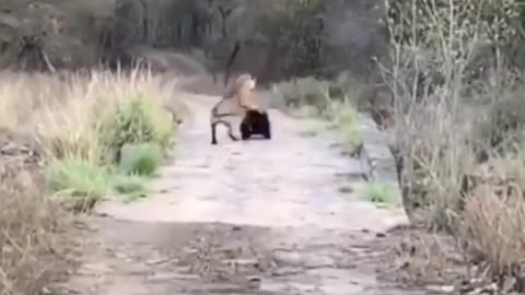 Wildlife is in closer view with a natural perspective.
