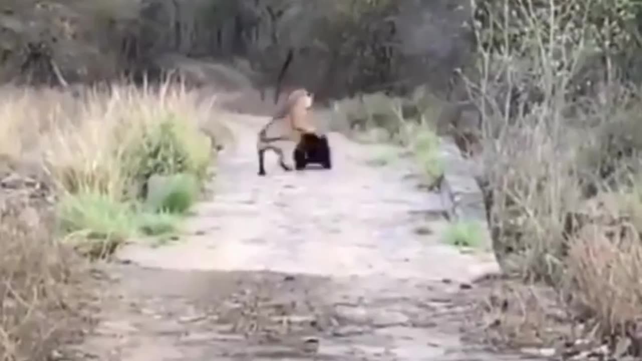Wildlife is in closer view with a natural perspective.