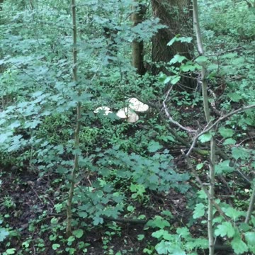 Macro Lepiota The parasol Mushroom, if you Like Mushrooms then You Should Know It