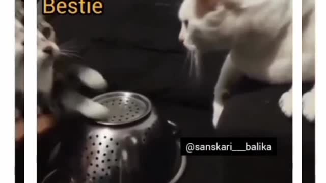 The cat, Best Funny video Ha Ha 🤣🤣🤣