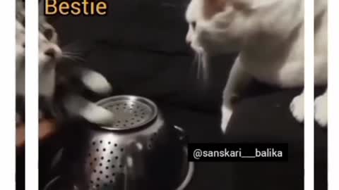 The cat, Best Funny video Ha Ha 🤣🤣🤣