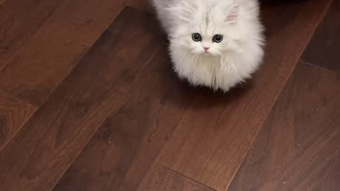 cute and beautiful cat