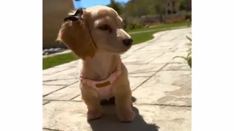 Cute puppy