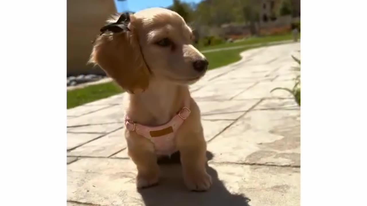 Cute puppy